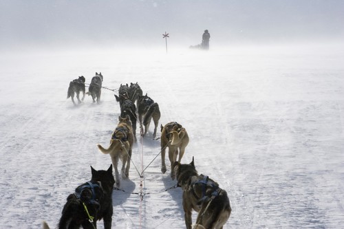 Dog sledding