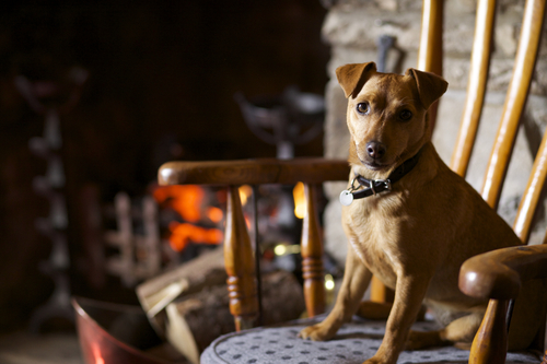 Dog by the Fire at the Rose &amp; Crown pub