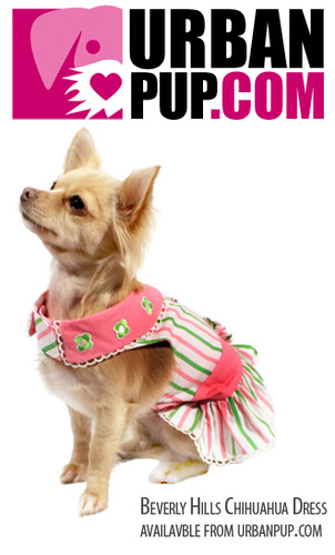 Beverley Hills Chihuahua Dress
