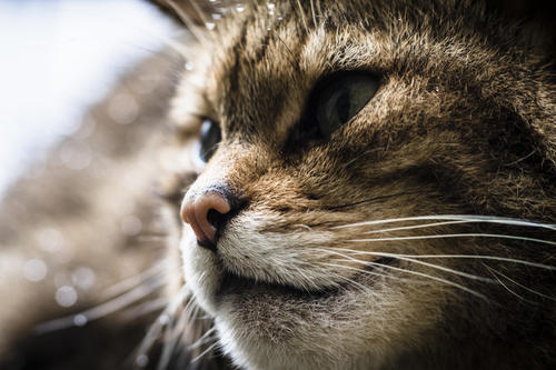 The Tigers of Scotland - close up 