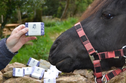 Dartmoor pony Smartie loves our soap!