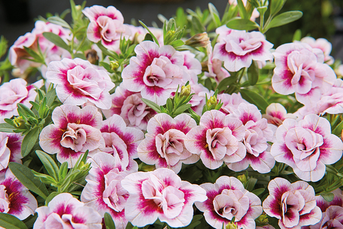 Calibrachoa PinkTastic 3D effect flowers
