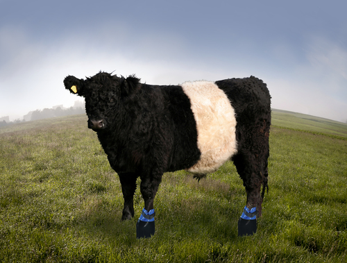 Artist impression of cattle&#039;s boots