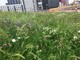 Wildflower Meadow Flowering in June 2018