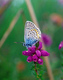 Silver Blue Butterfly on Bell Heather