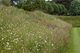 Wildflower Turf Meadow in 2018