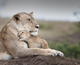 A lioness greets her cub by Billy Dodson