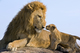 Male lion greets cub by Suzi Eszterhas