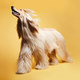 Afghan Hound with soft & shiny hair