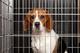 Beagle dog in cage