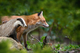 Badger and Fox 