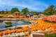 Tulleys Pumpkin Festival 