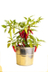 Free Chilli Plant by plants4presents!