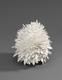 Silver Pine Cone 2007 by Junko Mori