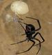 Venomous Spider to Enter UK Homes