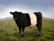 Artist impression of cattle's boots